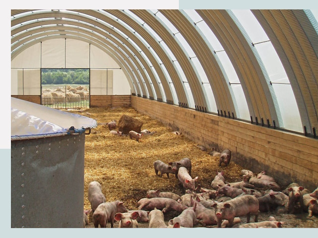 Строительство свинарников в Новом Уренгое